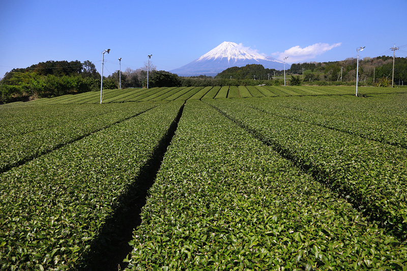 仲村製茶株式会社